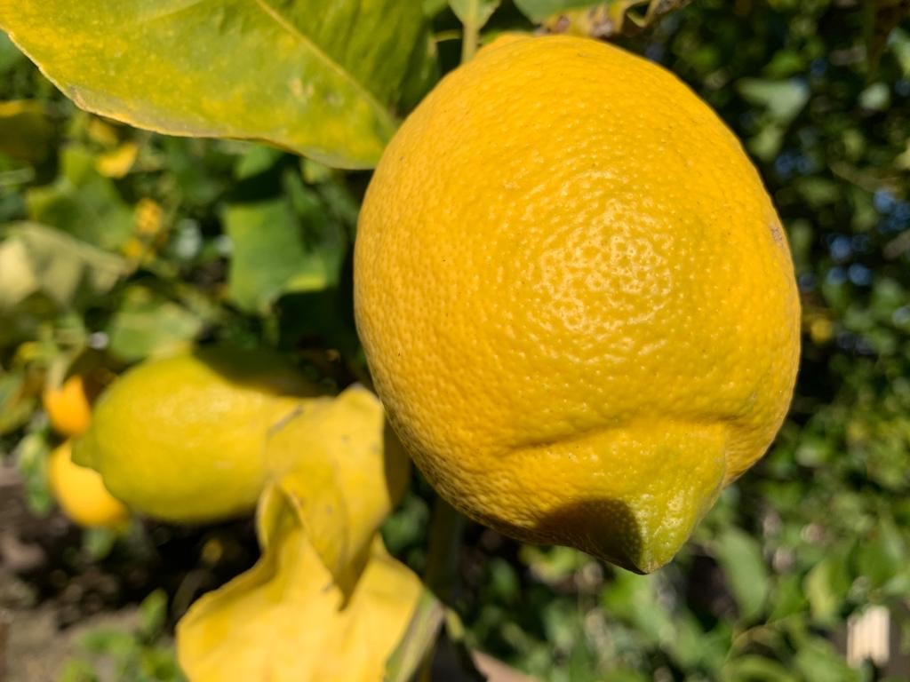 Zitronen-Marmelade Extra 220 g - Le Colline Store