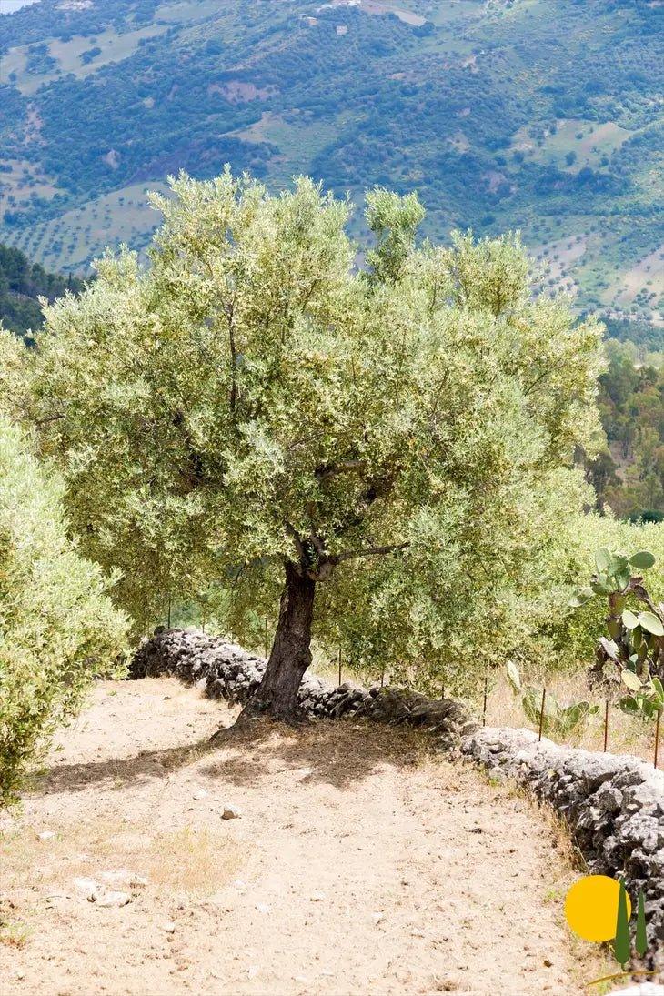 'Il Verdone' Bio Natives Olivenöl Extra - Le Colline Shop